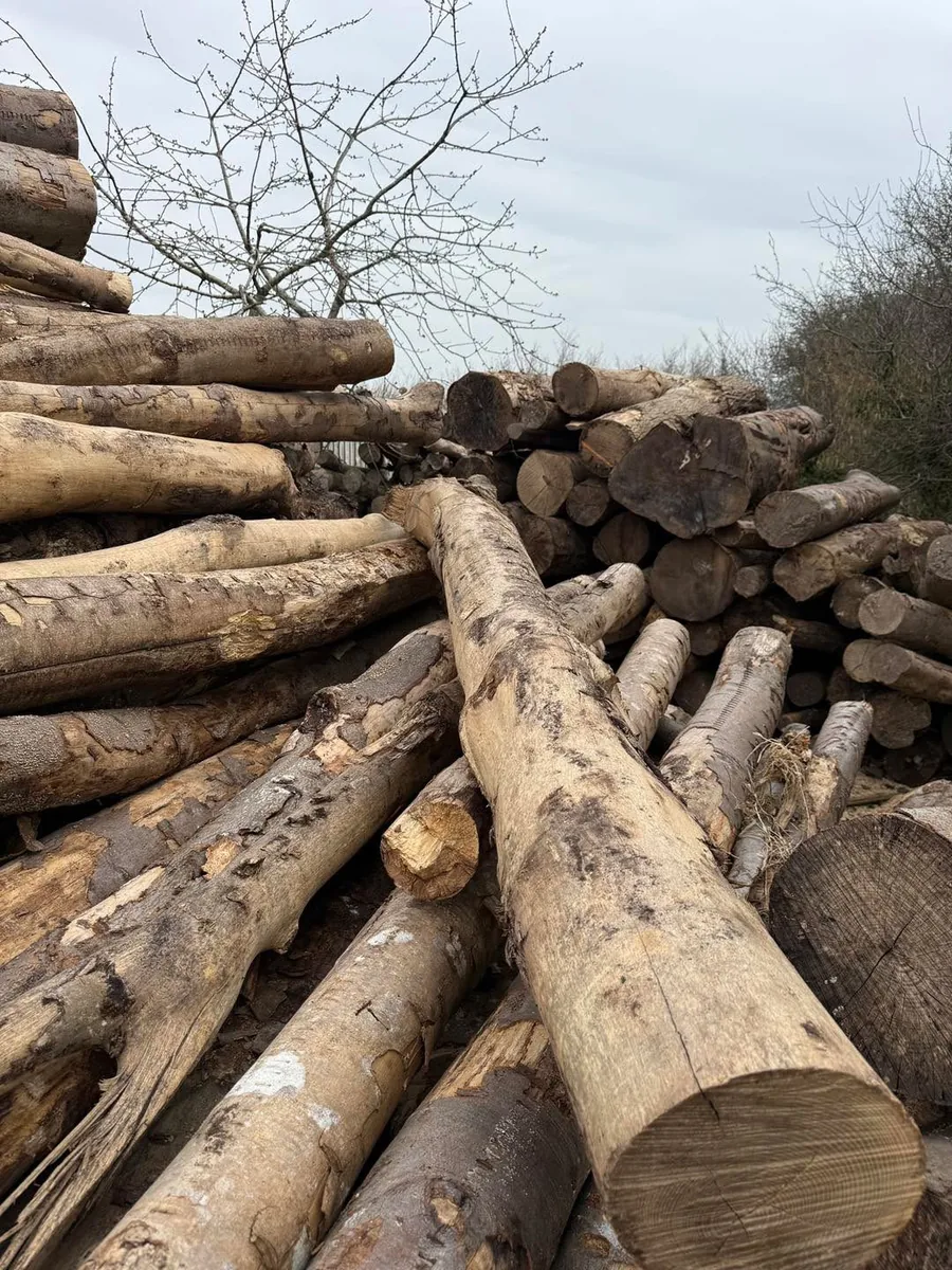 Seasoned Firewood Slices